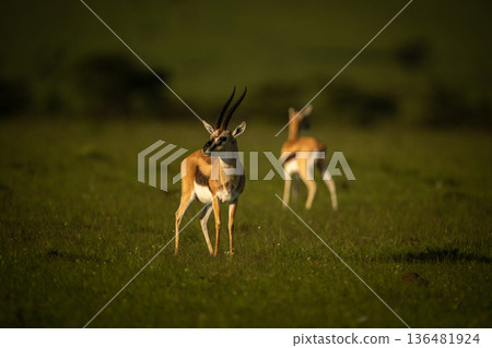 Two Thomson gazelles stand facing different ways Two Thomson gazelles stand facing different ways 136481924