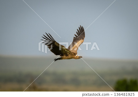 White-backed vulture flies under clear blue sky White-backed vulture flies under clear blue sky 136481925