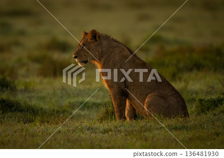 Young male lion sits on dewy grass Young male lion sits on dewy grass 136481930
