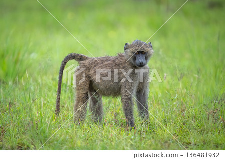 Young olive baboon on grass watches camera Young olive baboon on grass watches camera 136481932