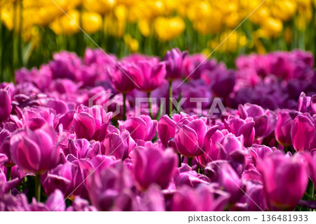 Close-up of purple tulips in the sea of tulips in daytime. Purple tulips in the garden with sunlight. Flower and plant. For background, nature and flower background. 136481933