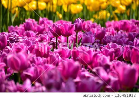 Close-up of purple tulips in the sea of tulips in daytime. Purple tulips in the garden with sunlight. Flower and plant. For background, nature and flower background. 136481938