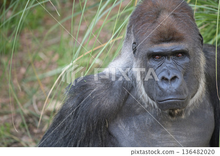 大猩猩想知道你和多少人有聯繫。 136482020