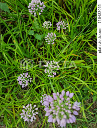 it is Chives with Flowers. it is Chives with Flowers. 136482063