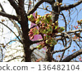 The buds of Kawazu cherry blossoms in front of Inage-kaigan Station are getting bigger and will soon bloom. 136482104