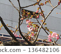 Kawazu cherry blossoms in front of Inage Kaigan Station that have begun to bloom 136482106