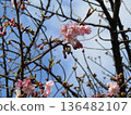 Kawazu cherry blossoms in front of Inage Kaigan Station that have begun to bloom 136482107