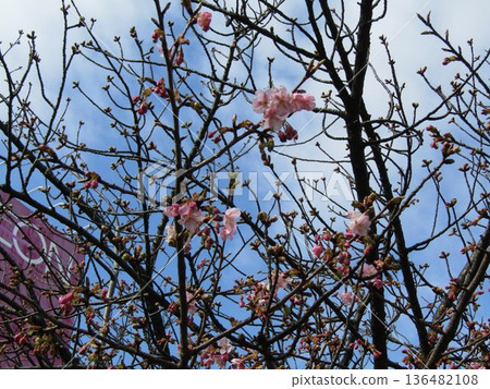 Kawazu cherry blossoms in front of Inage Kaigan Station that have begun to bloom 136482108