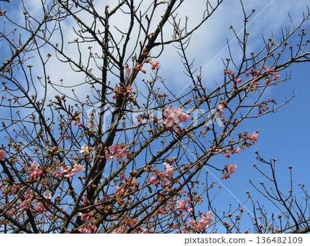 Kawazu cherry blossoms in front of Inage Kaigan Station 136482109
