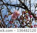 Kawazu cherry blossoms in front of Inage Kaigan Station 136482120