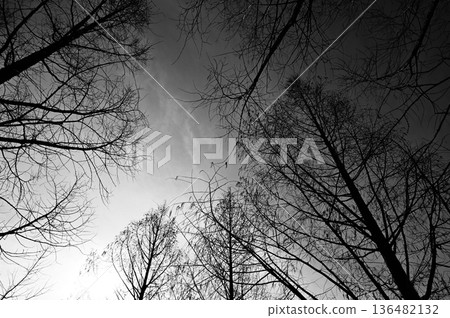 Monochrome image of a winter grove of metasequoia (Cupressaceae) Monochrome image of a winter grove of metasequoia (Cupressaceae) 136482132