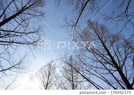 Winter grove of metasequoia (Cupressaceae) 136482174