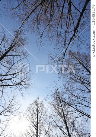 冬季水杉樹林（柏科） 136482179