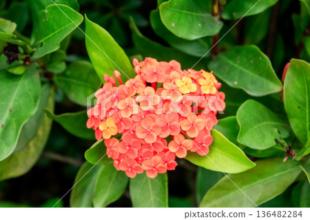 Close-up of Chinese ixora in the garden with green leaves. Flower and plant. Close-up of Chinese ixora in the garden with green leaves. Flower and plant. 136482284