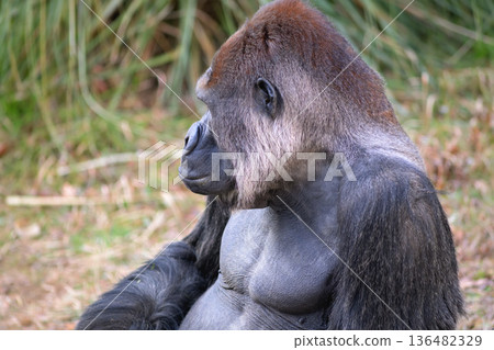 動物園裡有理髮師幫大猩猩剪毛嗎？ 136482329