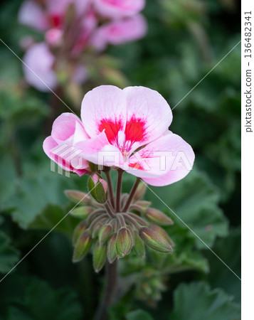 春日花壇裡的粉紅天竺葵 春日花壇裡的粉紅天竺葵 136482341