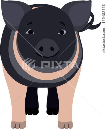 Cute Hampshire Piglet Farm Animal Flat Illustration Cute Hampshire Piglet Farm Animal Flat Illustration 136482368
