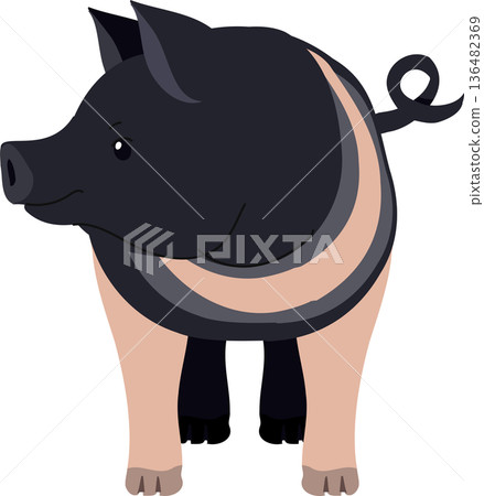 pig illustration hampshire breed farm livestock character flat design pig illustration hampshire breed farm livestock character flat design 136482369