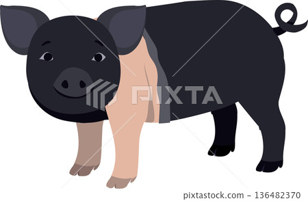 pig farm animal character hampshire breed flat design illustration for agriculture concept pig farm animal character hampshire breed flat design illustration for agriculture concept 136482370
