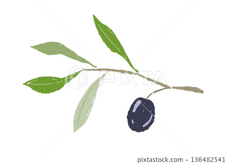 一根樹枝上掛著一顆黑橄欖的插圖。簡單的水果素材。 136482541