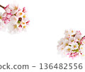Cherry Blossom	 136482556