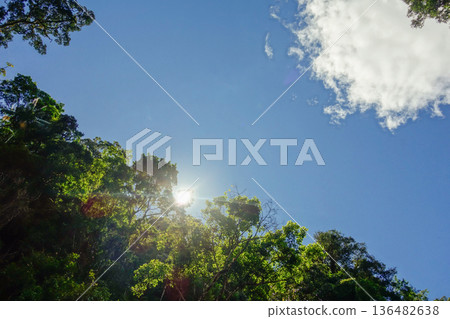 low angle of lush green tropical rainforest in Brazil, blue sky on background low angle of lush green tropical rainforest in Brazil, blue sky on background 136482638