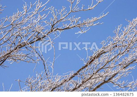 260210 入川町 g029 136482675