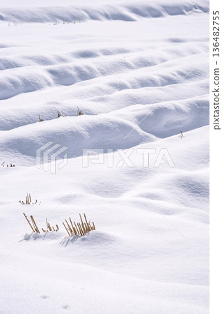 260210 Nyukawa Machikata g214 136482755