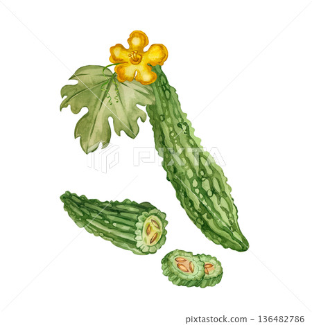 Bitter melon, Momordica charantia, with leaves, flowers, and sliced wedges. All objects are hand-painted in watercolor. Watercolor illustration on the theme of healthy eating and cooking. Bitter melon, Momordica charantia, with leaves, flowers, and sliced wedges. All objects are hand-painted in watercolor. Watercolor illustration on the theme of healthy eating and cooking. 136482786