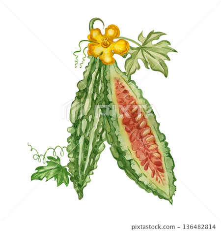 A halved momordica fruit, half a bitter melon with seeds. Hand-painted watercolor drawing of an Indian cucumber for food and medicinal herb design, packaging. A halved momordica fruit, half a bitter melon with seeds. Hand-painted watercolor drawing of an Indian cucumber for food and medicinal herb design, packaging. 136482814