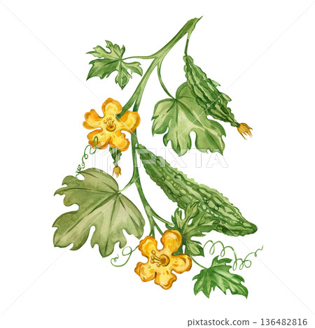 Watercolor illustration of the Momordica plant, an exotic fruit. A bitter melon vine with fruit, flowers, and leaves, hand-painted in watercolor. Concept for healthy eating and vegetarian cuisine. 136482816
