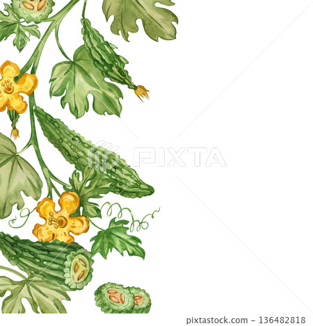 A hand-painted watercolor frame of bitter melon Momordica with leaves, flowers, and tendrils. An Indian cucumber for healthy eating and menu design. 136482818