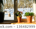 Potted houseplants on a wooden windowsill with warm sunlight and snowy winter landscape outside the window. Cozy home interior with green plants and red flowers during winter. 136482999
