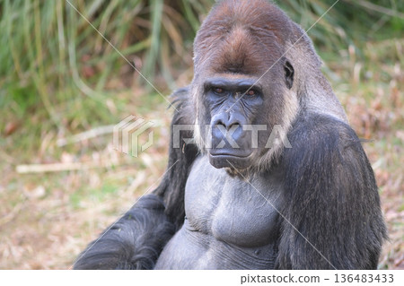 大猩猩認為最困難的部分是在嚴寒的冬日到戶外完成配額。 136483433