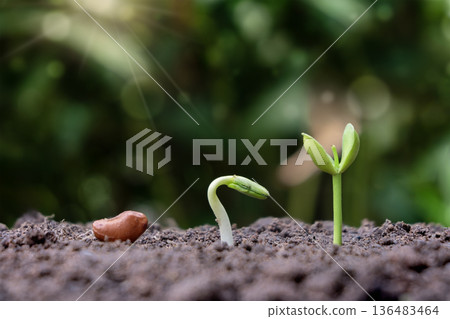 The sequence of green sprouts growing from a seed in fertile soil represents growth stages and the life cycle, a conceptual image for business development, startup progress, and sustainable evolution The sequence of green sprouts growing from a seed in fertile soil represents growth stages and the life cycle, a conceptual image for business development, startup progress, and sustainable evolution 136483464