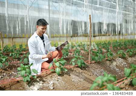 Male researchers using tablet in a Shishito Pepper greenhouse Male researchers using tablet in a Shishito Pepper greenhouse 136483489