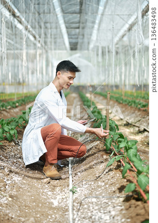 Male researchers using tablet in a Shishito Pepper greenhouse Male researchers using tablet in a Shishito Pepper greenhouse 136483498