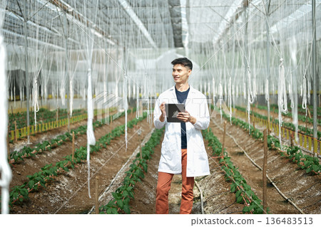Male researchers using tablet in a Shishito Pepper greenhouse 136483513