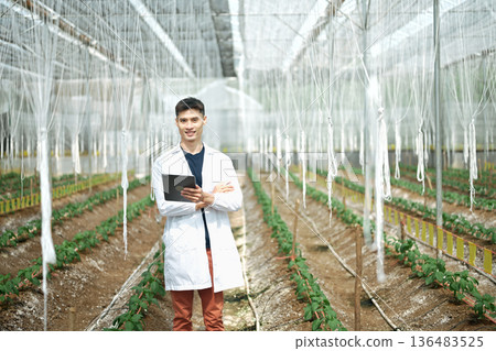 Male researchers using tablet in a Shishito Pepper greenhouse 136483525
