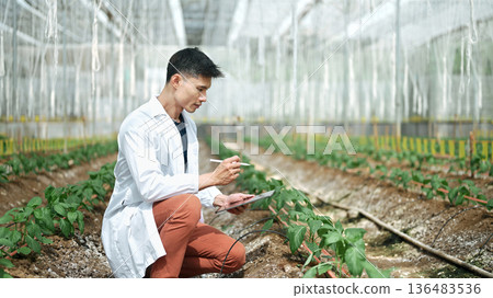 Male researchers using tablet in a Shishito Pepper greenhouse 136483536