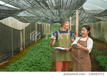 A senior farmer teaching a young grower to calculate crop income inside a greenhouse 136483551