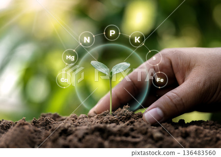 hand planting young tree in the morning 136483560