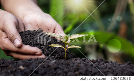 Hands holding soil and planting young seedling in the ground, gardening and environmental conservation concept. Hands holding soil and planting young seedling in the ground, gardening and environmental conservation concept. 136483628