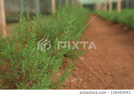 Lush rosemary plants growing in field with green house Lush rosemary plants growing in field with green house 136483641