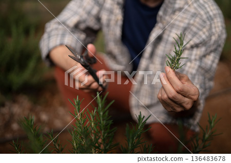 Agriculture harvesting fresh rosemary with pruning shears, showing careful herb 136483678