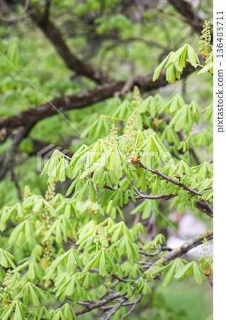 A horse chestnut tree with fresh green foliage. Elegance and botanical details. A horse chestnut tree with fresh green foliage. Elegance and botanical details. 136483711