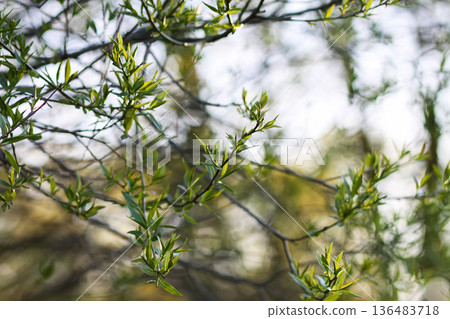 Close-up of tender leaves catching sunlight through the trees. Freshness and natural beauty. Close-up of tender leaves catching sunlight through the trees. Freshness and natural beauty. 136483718