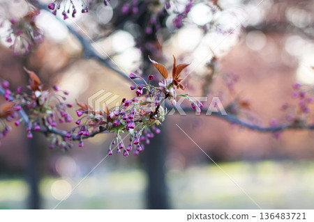 Sakura trees bloom beautifully in a spring park. Renewal and delicate seasonal charm. Sakura trees bloom beautifully in a spring park. Renewal and delicate seasonal charm. 136483721