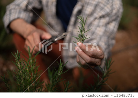 Agriculture harvesting fresh rosemary with pruning shears, showing careful herb Agriculture harvesting fresh rosemary with pruning shears, showing careful herb 136483733
