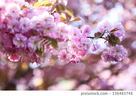 Blooming cherry trees transform the park into a pink canopy. Seasonal magic and beauty. Blooming cherry trees transform the park into a pink canopy. Seasonal magic and beauty. 136483748